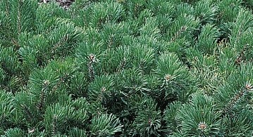 Сосна горная Краускопф штамб